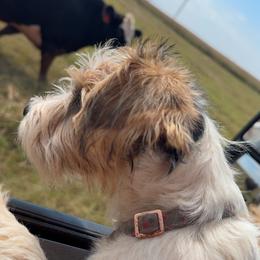 Tango - White and tan female Russell Terrier puppy in Oklahoma from Elite Russell Terriers