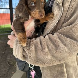 Dachshund Puppies from Dreaming of Dachshunds