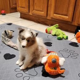 Eden - Black white and tan female Shetland Sheepdog puppy in Memphis, Tennessee from Ambrozia Kennels