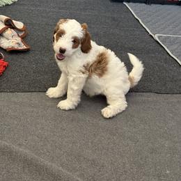Cavapoo Puppies from AZ Cavapoos