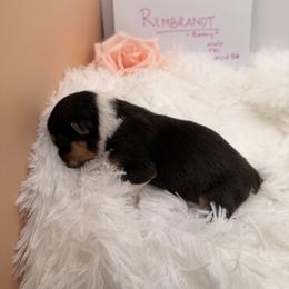 Rembrandt - Black and tan male Pembroke Welsh Corgi puppy in Snellville, Georgia from Laur's Classic Corgis