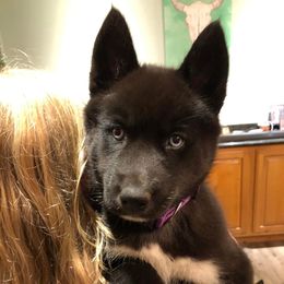 Siberian Husky Puppies from High caliber Siberian Husky