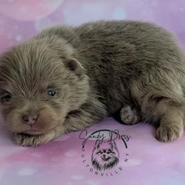 Bear - Lavender male Pomeranian puppy in Fultonville, New York from Sandy Aussies & Pomeranians