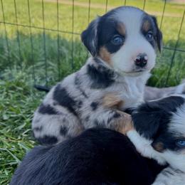 Ruger - Blue merle male Miniature Australian Shepherd puppy in Marion, Michigan from Highland Hills Mini Aussies