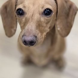 Honey - Dachshund