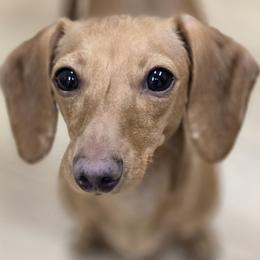 Honey - Dachshund