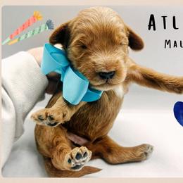 Atlas - Red  male Goldendoodle puppy in Hilton, New York from The House of Goldendoodle