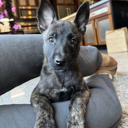 Roxy - Black brindle female Dutch Shepherd puppy in Watertown, Connecticut from APACHE CANINE