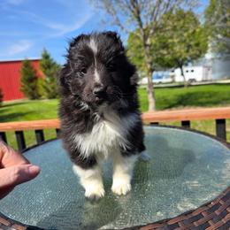 Bi Black Girl - Black and white female Shetland Sheepdog puppy in Lenox, Iowa from Crossroad shelties