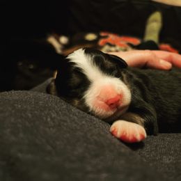 Bernese Mountain Dog Puppies from Berners of New Mexico