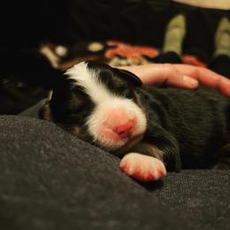 Bernese Mountain Dog Puppies from Berners of New Mexico