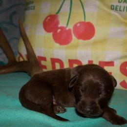 Green collar - Chocolate male Labrador Retriever puppy in Arlington, Washington from Stout's Hunting Labs and trsbullies