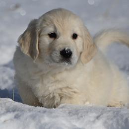 Bernese Mountain Dog, Golden Mountain Dog, and Golden Retriever Puppies from Grateful Bernese & Gage's Goldens