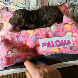 Girl 4 - female Poodle puppy in Chase, Michigan from My Buddies Puppies