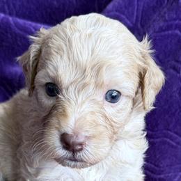 Vanilla Bean a.k.a. Nilla - Cream male Australian Labradoodle puppy in Bells, Texas from Sandcastle Labradoodles