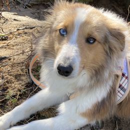 Pumpkin - Shetland Sheepdog
