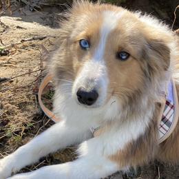 Pumpkin - Shetland Sheepdog
