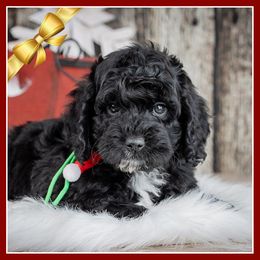 Gravy - Black male Cockapoo puppy in Connersville, Indiana from Deaz Doodle Ranch