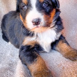 Bernedoodle, Bernese Mountain Dog, and Siberian Husky Puppies from Timberline Paws