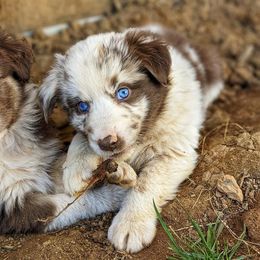 Australian Shepherd Puppies from Aussie Ridge Ranch