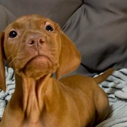 Meta Knight - Golden rust male Vizsla puppy in Bloomington, Indiana from Envizion