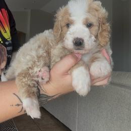 Nitro - White male Bernedoodle puppy in Peoria, Arizona from Wroth's Paws