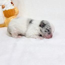 Blue Merle Parti boy - Blue merle male Pomeranian puppy in Princeton, New Jersey from PureLove Poms.