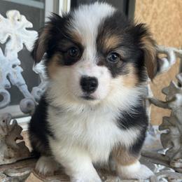 Ziggy fluffy (blue) - Black and tan male American Corgi puppy in East Oakdale, California from Rhettro Kennels