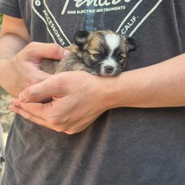 Sophia - Chocolate sabled fawn female Chihuahua puppy in Chambersburg, Pennsylvania from Lil Angel's Chihuahuas