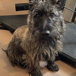 Scottish Terriers from Scottyland Yard