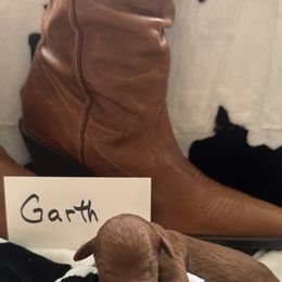 Goldendoodle Puppies from Betsy-Doodles