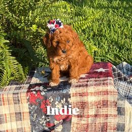 Indie - Red  female Goldendoodle puppy in Estesburg, Kentucky from Wet Goldendoodle Kisses