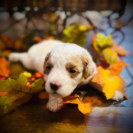 Donner - Blenheim male Cavapoo puppy in Bradenton, Florida from Christianna’s Mini Goldendoodles