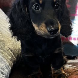 Doozy - Black and tan male Dachshund puppy in Wichita, Kansas from Rustic Dachshunds