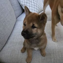 Temporarily named Shawn - Sesame male Shiba Inu puppy in Iowa from Pineapple Kennels