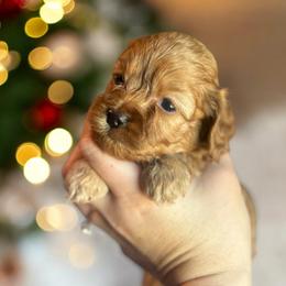 Captain - Golden male Cockapoo puppy in 77304, Texas from Little Valley Puppies