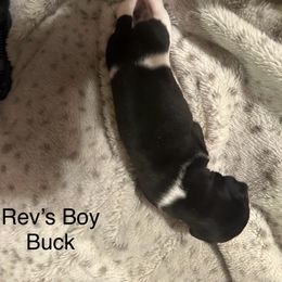 Buck - White black and tan male Rat Terrier puppy in Lodi, California from Top Shelf Rat Terriers