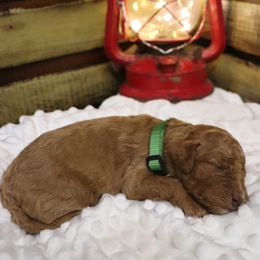 Poodle Puppies from Red Barn Moyen Poodles