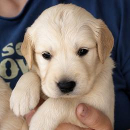 Kona Girl 3 - Golden female Golden Retriever puppy in Fort Morgan, Colorado from Golden Girls Kennels, LLC