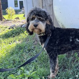 Cockapoos and Maltipoos from Pine Grove Canines