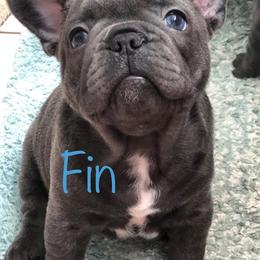 French Bulldog Puppies from Ponderosa Frenchies