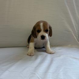 Girl 2 - White black and tan female Beagle puppy in Newman, California from Valley Beagles