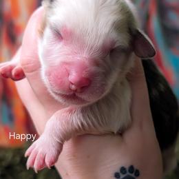 Happy - Blue merle male Australian Shepherd puppy in Georgetown, Texas from River Reign Australian Shepherds
