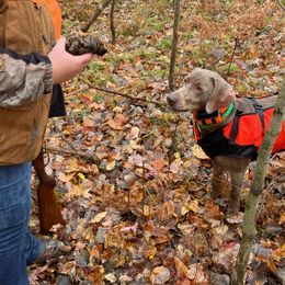 Weimaraners from Palimar Weimaraners
