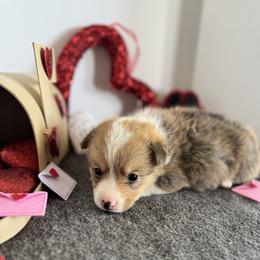 Budro - Sable male Pembroke Welsh Corgi puppy in Millsap, Texas from Punchy Pembroke Ranch