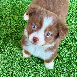 Red tri male - Red tri male Toy Australian Shepherd puppy in Lemon Cove, California from Magic Ranch Mini Aussies