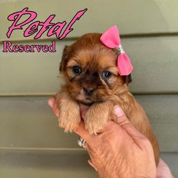 Petal - Sable and white female Shih Tzu puppy in Joplin, Missouri from Loyal Tzu's