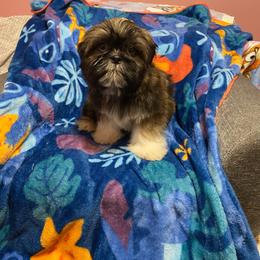 Shiloh - Brindle and white male Shih Tzu puppy in Roseville, Michigan from Diamond Paws LLC
