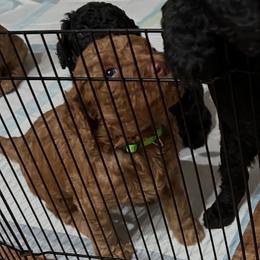 Robert - Red  male Poodle puppy in Clearwater, Florida from Poodle Majesty