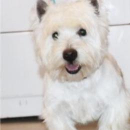 Royal - West Highland White Terrier